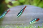 Neon tetra