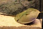 Mangrove horseshoe crab