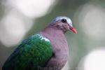 Emerald dove