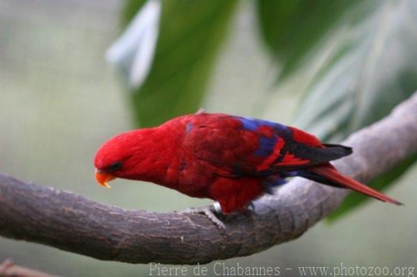 Red lory