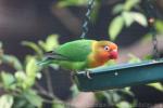 Fischer's lovebird