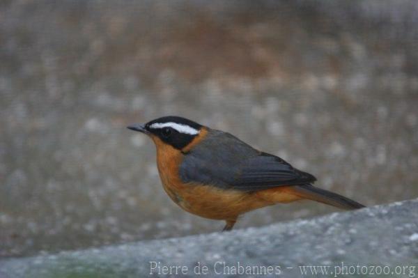 White-browed robin-chat