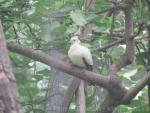 Torresian Imperial-pigeon *