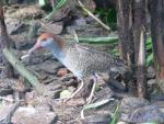 Slaty-breasted rail *