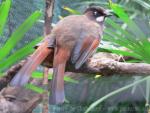 Black-faced laughingthrush *