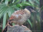 Spotted laughingthrush