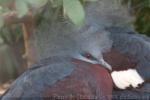 Southern crowned-pigeon