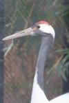 Red-crowned crane