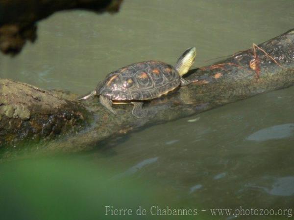 Chinese stripe-necked turtle