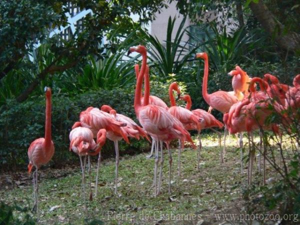 American flamingo