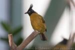 Black-crested bulbul