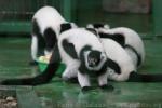 Black-and-white ruffled lemur