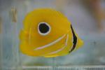 Bluelashed butterflyfish