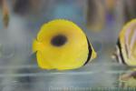 Mirror butterflyfish