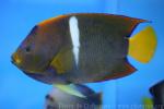 King angelfish