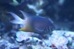 Black-and-gold chromis