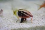 Bicolor goatfish