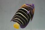 Goldtail angelfish