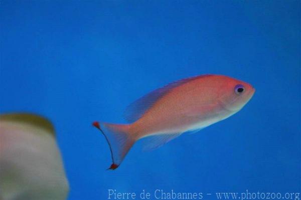 Stocky anthias