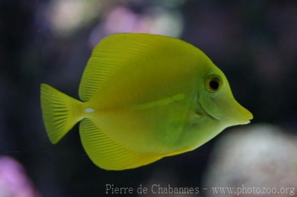 Yellow tang