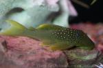 Lemon-spotted Green Pleco