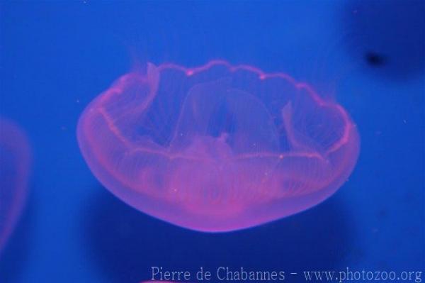 Moon jelly