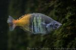 Boeseman's rainbowfish