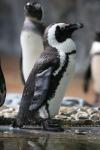 African penguin