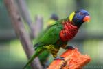 Coconut lorikeet