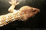 Tokay gecko