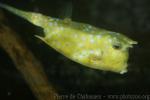 Longhorn cowfish