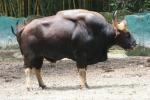 Indian gaur