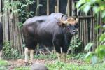 South-East Asian gaur