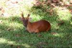 Southern red muntjac