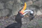 Bornean rhinoceros hornbill *