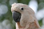 Salmon-crested cockatoo