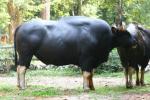 South-East Asian gaur *