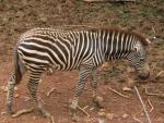 Grant's zebra