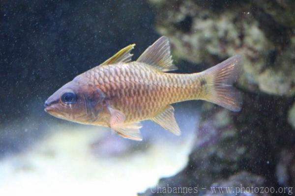 Iridescent cardinalfish *