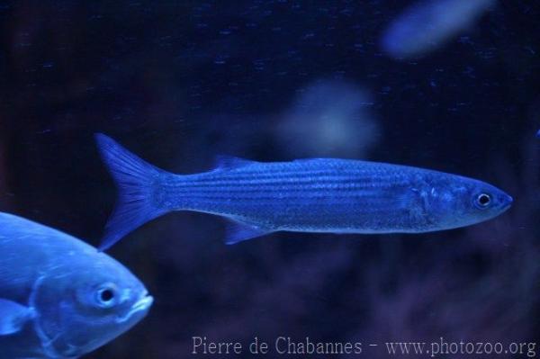 Golden grey mullet