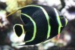 French angelfish