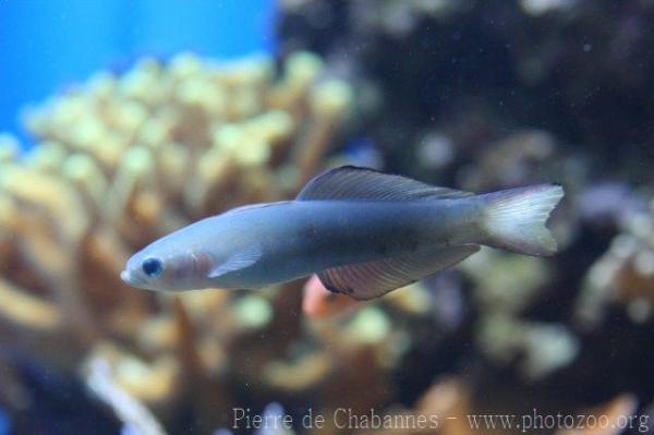 Blackfin dartfish