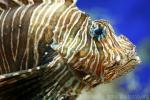 Red lionfish