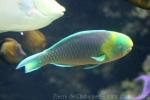 Greensnout parrotfish