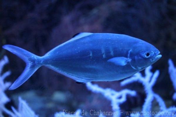 Pompano