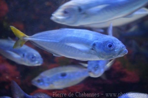 Mediterranean horse mackerel