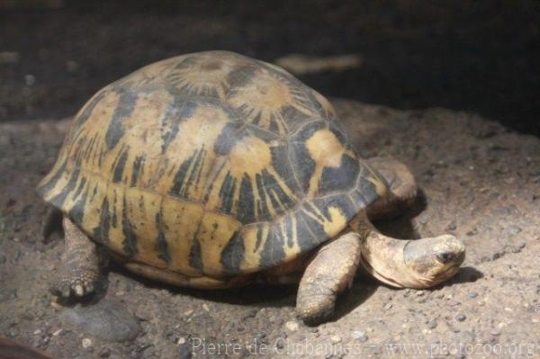 Radiated tortoise
