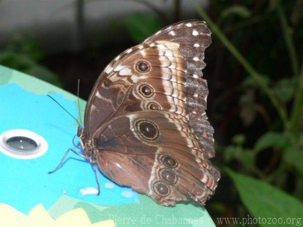 Peleides blue morpho