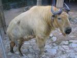 Golden takin