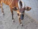 Eastern bongo